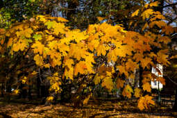 wopi7245.jpg-jesień, Kraków, Planty, Wojnarowski, krakowskie, 2022, liście, jesienne, drzewa