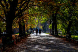 wopi7248.jpg-jesień, Kraków, Planty, Wojnarowski, krakowskie, 2022, liście, jesienne, drzewa