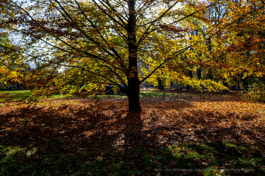wopi7263.jpg-jesień, Kraków, Planty, Wojnarowski, krakowskie, 2022, liście, jesienne, drzewa
