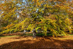 wopi7270.jpg-jesień, Kraków, Planty, Wojnarowski, krakowskie, 2022, liście, jesienne, drzewa