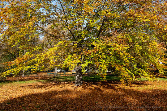 wopi7270.jpg-jesień, Kraków, Planty, Wojnarowski, krakowskie, 2022, liście, jesienne, drzewa