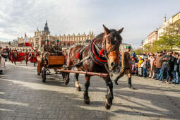 bs_221111_1878.jpg-11 listopada, Kośmider, Plac Matejki