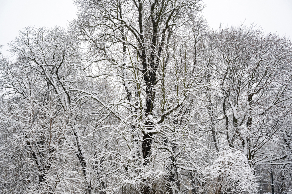 umk_5491.jpg-Zima w Krakowie  Autor: P. Wojnarowski