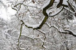 umk_5494.jpg-Zima w Krakowie