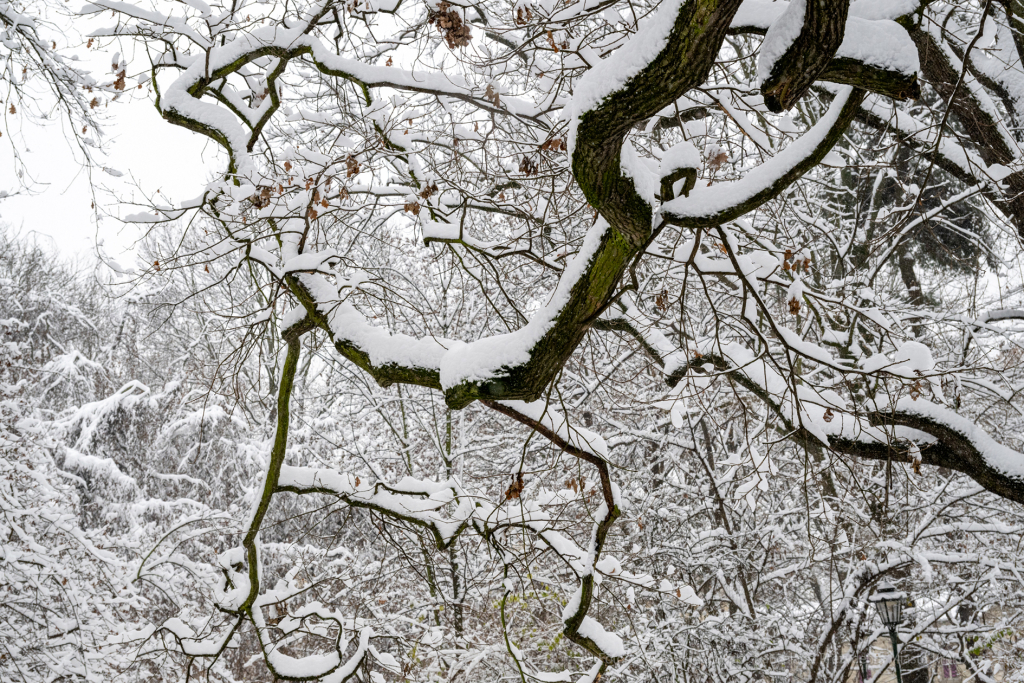 umk_5494.jpg-Zima w Krakowie  Autor: P. Wojnarowski