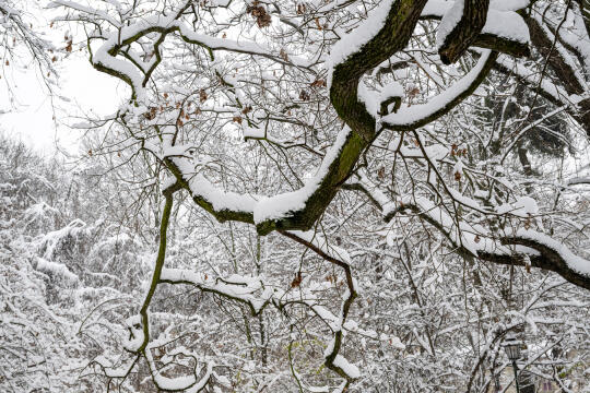 umk_5494.jpg-Zima w Krakowie