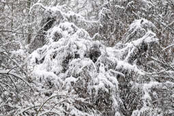 umk_5495.jpg-Zima w Krakowie