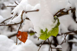 umk_5763.jpg-Zima w Krakowie