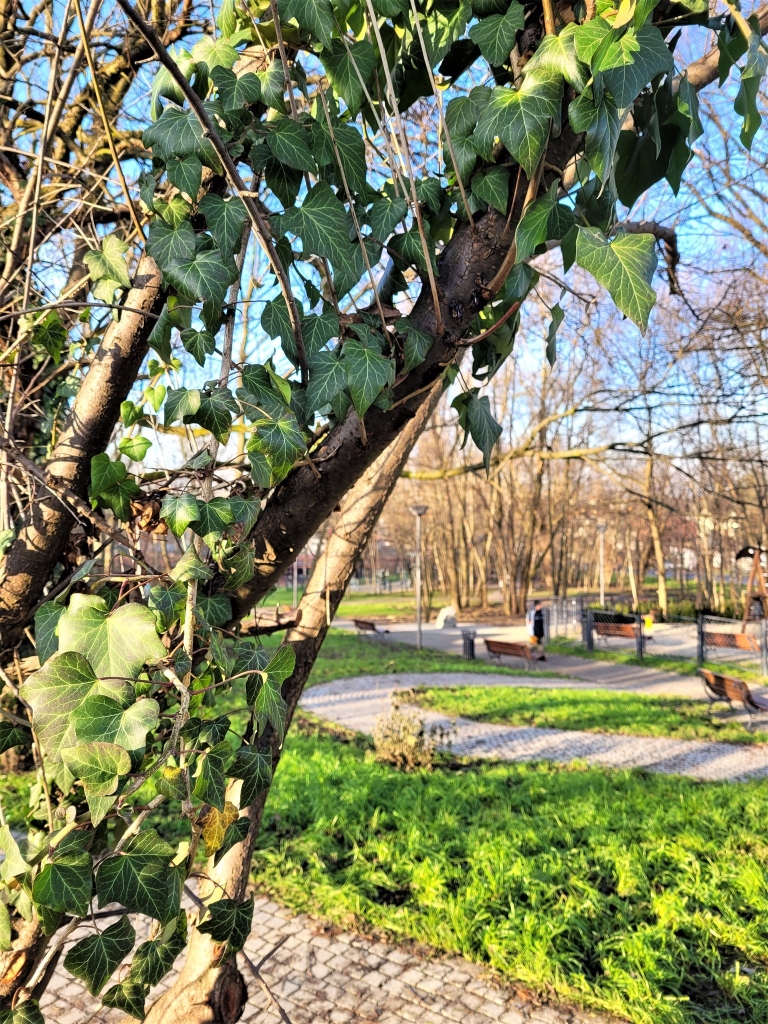 Nasadzenia zieleni oraz prace kamieniarskie przy spichlerzu w ramach rewitalizacji Parku Duchackiego