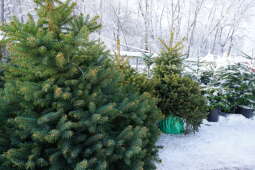 dsc00366.jpg-Wypożycz świąteczne drzewko za „smaczka” dla czworonoga