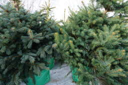 dsc00374.jpg-Wypożycz świąteczne drzewko za „smaczka” dla czworonoga