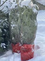 img_8123.jpg-Wypożycz świąteczne drzewko za „smaczka” dla czworonoga
