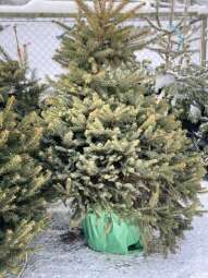 img_e8127.jpg-Wypożycz świąteczne drzewko za „smaczka” dla czworonoga