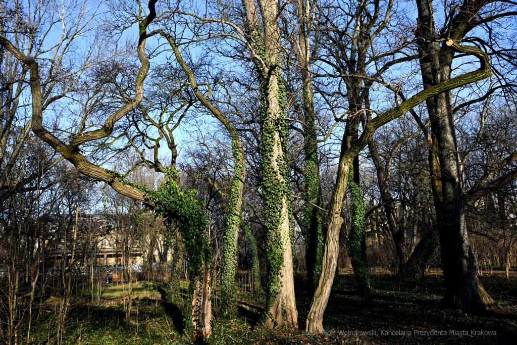 umk_4097.jpg-Park, Jalu Kurek, Kurka, Szlak, centrum, styczeń, 2023, zieleń  Autor: P. Wojnarowski