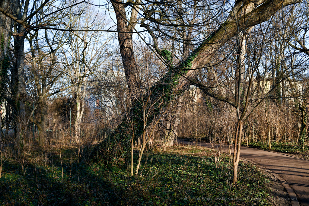 umk_4102.jpg-Park, Jalu Kurek, Kurka, Szlak, centrum, styczeń, 2023, zieleń  Autor: P. Wojnarowski