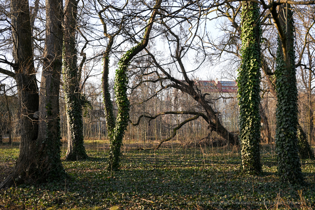 umk_4139.jpg-Park, Jalu Kurek, Kurka, Szlak, centrum, styczeń, 2023, zieleń  Autor: P. Wojnarowski