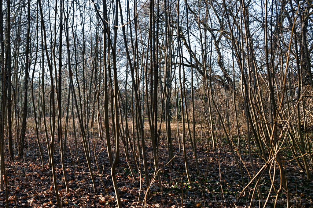 umk_4154.jpg-Park, Jalu Kurek, Kurka, Szlak, centrum, styczeń, 2023, zieleń  Autor: P. Wojnarowski