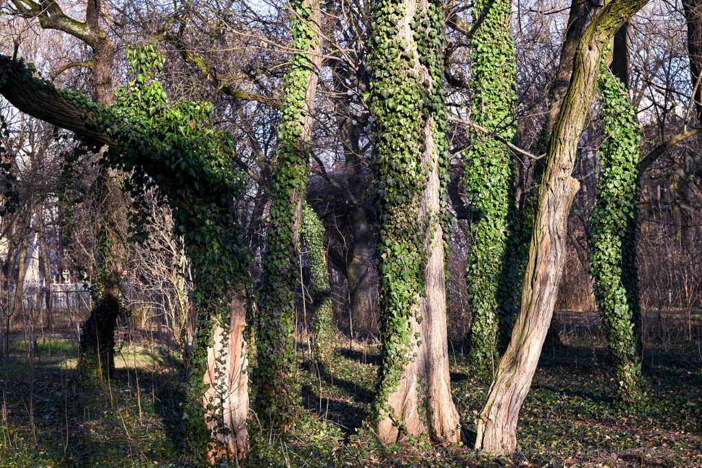 umk_4187.jpg-Park, Jalu Kurek, Kurka, Szlak, centrum, styczeń, 2023, zieleń  Autor: P. Wojnarowski