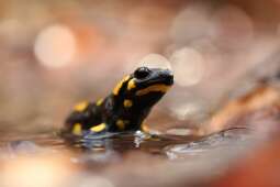 salamandra plamista (salamandra salamandra) fot. patrycja wąsikowska.jpg