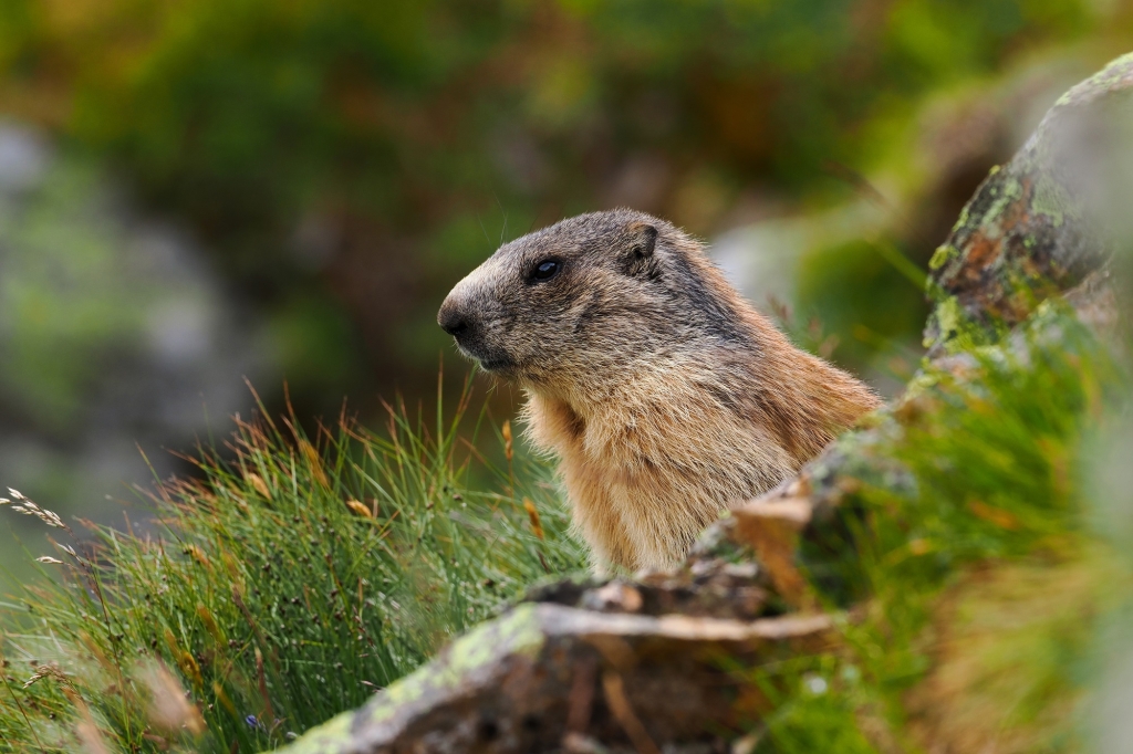 Świstak (marmota marmota) fot. katarzyna niedziołek.jpg