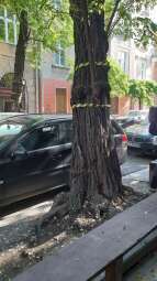 328136925_205346342084492_1449053227775816862_n.jpg-Zły stan robinii przy ulicy Augustiańskiej