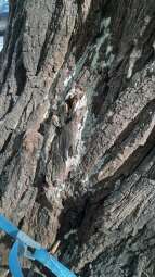 329367444_525521876393776_5910266055155505494_n.jpg-Zły stan robinii przy ulicy Augustiańskiej