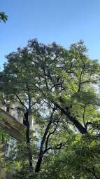 330462118_593739052615617_4861980202058217962_n.jpg-Zły stan robinii przy ulicy Augustiańskiej