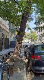 330842061_139018065487611_4172552251436526437_n.jpg-Zły stan robinii przy ulicy Augustiańskiej