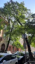 334668674_1617486338674231_1933933475235152518_n.jpg-Zły stan robinii przy ulicy Augustiańskiej