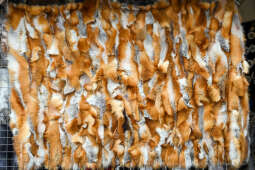 Św, Józef, patron, kramy, jarmark, Mały Rynek, kiermasz, cukierki, gril, krakowiacy, 2023