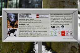 hipopotam, hipopotamki, karłowate, Majchrowski, ZOO, ogród zoologiczny, pawilon, wybieg, 2023, otw