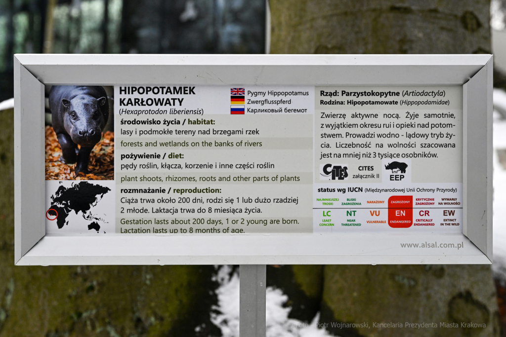hipopotam, hipopotamki, karłowate, Majchrowski, ZOO, ogród zoologiczny, pawilon, wybieg, 2023, otw  Autor: P. Wojnarowski