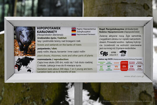 hipopotam, hipopotamki, karłowate, Majchrowski, ZOO, ogród zoologiczny, pawilon, wybieg, 2023, otw