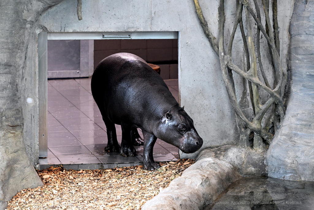 hipopotam, hipopotamki, karłowate, Majchrowski, ZOO, ogród zoologiczny, pawilon, wybieg, 2023, otw  Autor: P. Wojnarowski