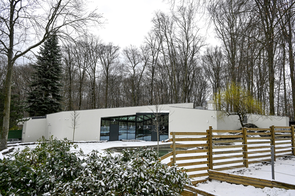 hipopotam, hipopotamki, karłowate, Majchrowski, ZOO, ogród zoologiczny, pawilon, wybieg, 2023, otw  Autor: P. Wojnarowski