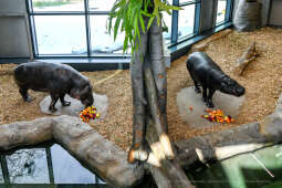 hipopotam, hipopotamki, karłowate, Majchrowski, ZOO, ogród zoologiczny, pawilon, wybieg, 2023, otw