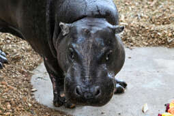 hipopotam, hipopotamki, karłowate, Majchrowski, ZOO, ogród zoologiczny, pawilon, wybieg, 2023, otw