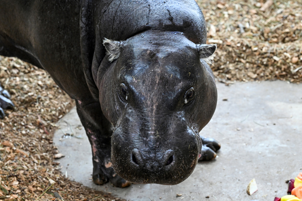 hipopotam, hipopotamki, karłowate, Majchrowski, ZOO, ogród zoologiczny, pawilon, wybieg, 2023, otw  Autor: P. Wojnarowski