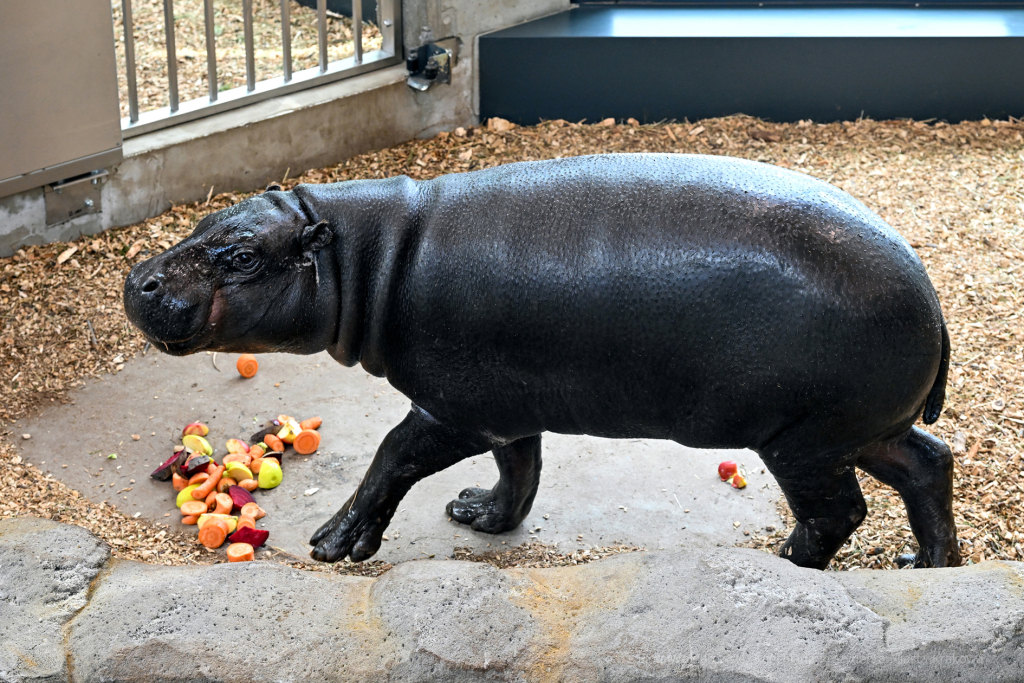 hipopotam, hipopotamki, karłowate, Majchrowski, ZOO, ogród zoologiczny, pawilon, wybieg, 2023, otw  Autor: P. Wojnarowski