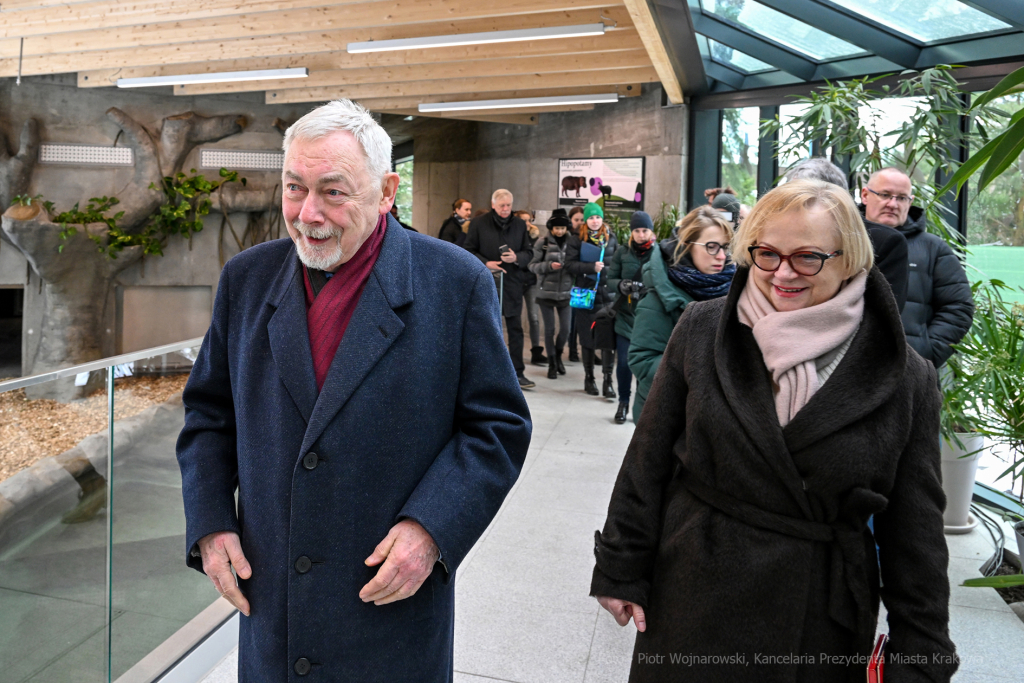 hipopotam, hipopotamki, karłowate, Majchrowski, ZOO, ogród zoologiczny, pawilon, wybieg, 2023, otw  Autor: P. Wojnarowski