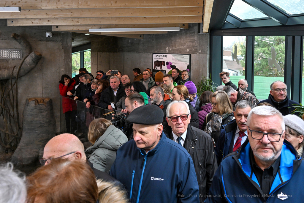 hipopotam, hipopotamki, karłowate, Majchrowski, ZOO, ogród zoologiczny, pawilon, wybieg, 2023, otw  Autor: P. Wojnarowski