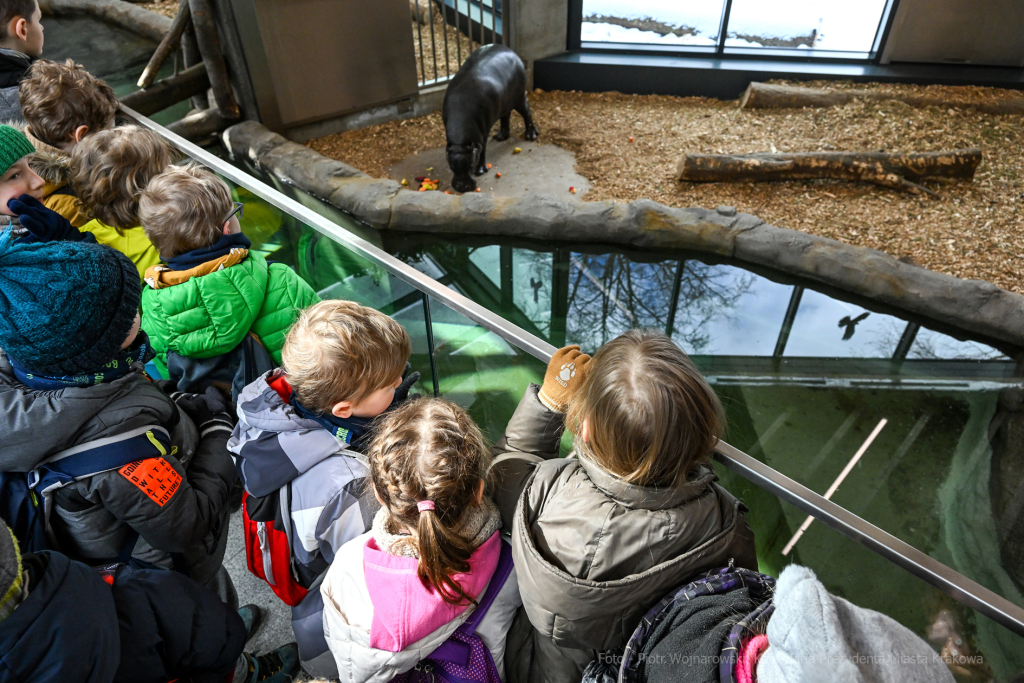 hipopotam, hipopotamki, karłowate, Majchrowski, ZOO, ogród zoologiczny, pawilon, wybieg, 2023, otw  Autor: P. Wojnarowski