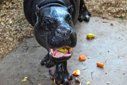 hipopotam, hipopotamki, karłowate, Majchrowski, ZOO, ogród zoologiczny, pawilon, wybieg, 2023, otw