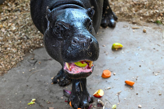 hipopotam, hipopotamki, karłowate, Majchrowski, ZOO, ogród zoologiczny, pawilon, wybieg, 2023, otw