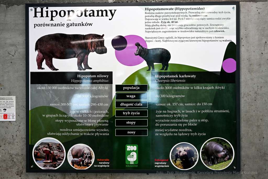 hipopotam, hipopotamki, karłowate, Majchrowski, ZOO, ogród zoologiczny, pawilon, wybieg, 2023, otw  Autor: P. Wojnarowski
