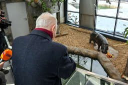 hipopotam, hipopotamki, karłowate, Majchrowski, ZOO, ogród zoologiczny, pawilon, wybieg, 2023, otw