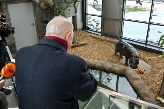 hipopotam, hipopotamki, karłowate, Majchrowski, ZOO, ogród zoologiczny, pawilon, wybieg, 2023, otw
