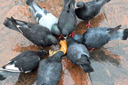 umk_3945.jpg-Stary Kleparz, zakupy, Rynek, Jarmark, Wielkanocny, turyści, 2023, plac targowy