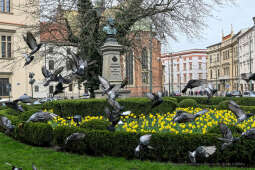 umk_4028.jpg-wiosna, Planty, Kraków, kwiaty, drzewa, zielono, zieleń, ludzie, miasto, 2023