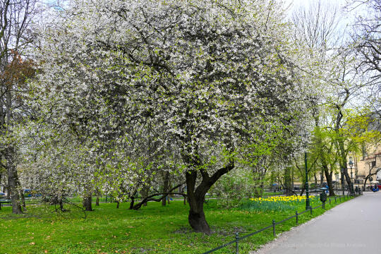 umk_4204.jpg-wiosna, Planty, Kraków, kwiaty, drzewa, zielono, zieleń, ludzie, miasto, 2023